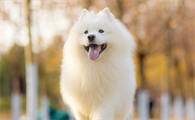狗狗怀孕初期有哪些症状是什么样的？这里有答案！