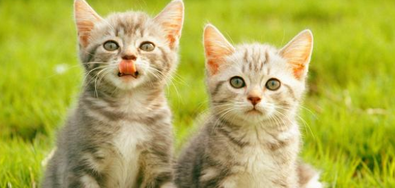 养猫科普：星期猫是什么病？