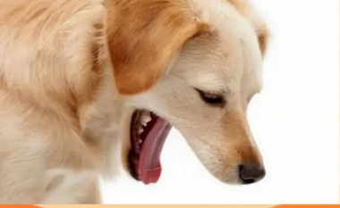 小犬狗咳嗽怎么办 小犬狗咳嗽怎么办