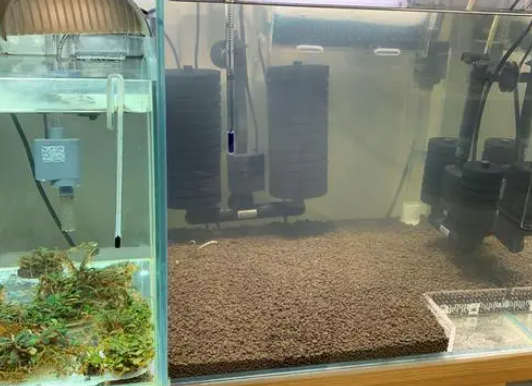 活体硝化细菌有什么用