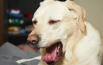 狗狗是怎么咳嗽的