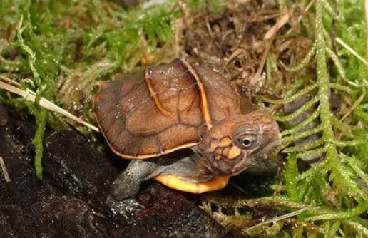 锯缘龟冬天怎么养?来了解下吧