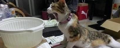 宠主忙于工作忽略猫咪，某一天莫名发现猫被“看瘸”了