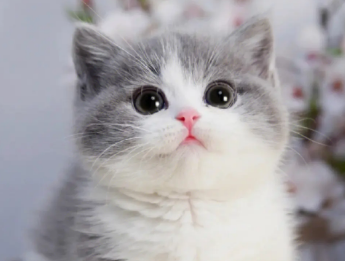 猫咪怕冷吗?新手铲屎官可以看看~ 猫咪怕冷吗?新手铲屎官可以看看~