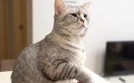 猫来报丧是真的吗