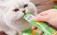 幼猫可以吃猫条吗