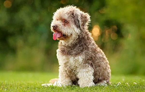 罗秦犬口臭怎么办?主人来get下吧 罗秦犬口臭怎么办?主人来get下吧