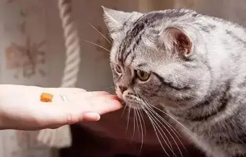 猫鱼油怎么喂