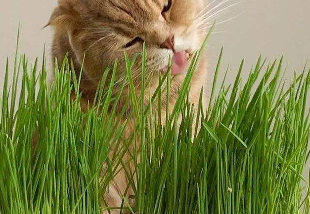 猫草是一次性的吗