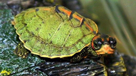 印度棱背龟怎样过冬?知识百科来了!