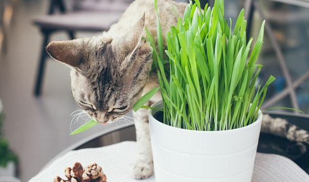 猫草种子是什么 猫草种子是什么