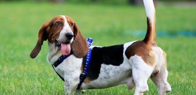 巴吉度犬怎么洗澡？下文给你讲解。
