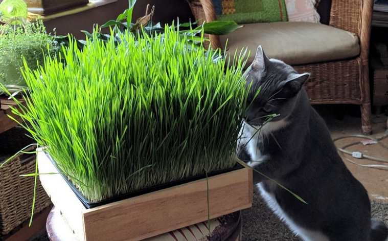 猫草什么味道 猫草什么味道
