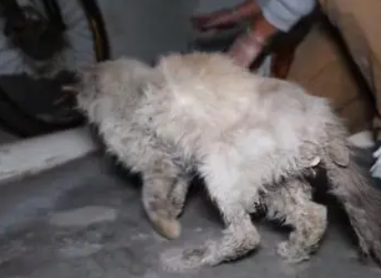 猫界颜值天花板的布偶猫,当它失去主人后,它又是多么弱小和无助 猫界颜值天花板的布偶猫,当它失去主人后,它又是多么弱小和无助