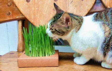 猫草能长多高
