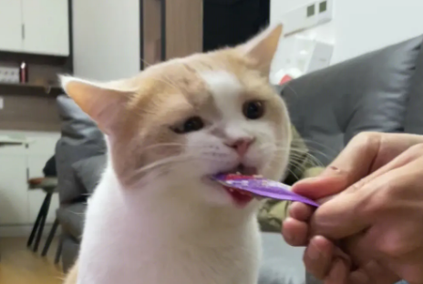 一只猫一天吃多少猫条