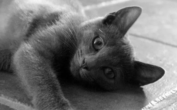 科拉特猫多少钱一只？新手铲屎官可以看看～