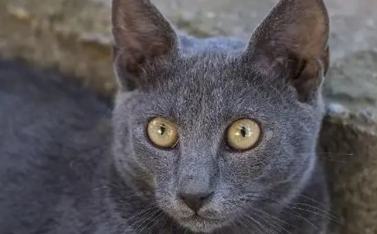 科拉特猫怎么养？铲屎官来看看吧
