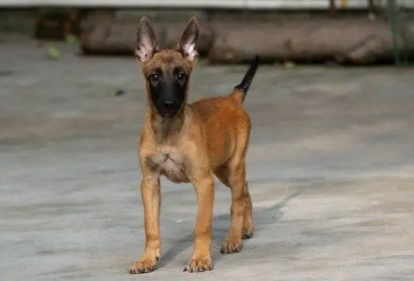 一只马犬小狗多少钱 一只马犬小狗多少钱