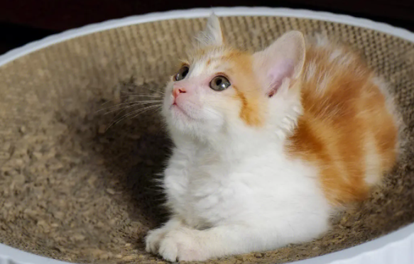 养宠小知识:猫瘟初期呕吐频率高吗? 养宠小知识:猫瘟初期呕吐频率高吗?