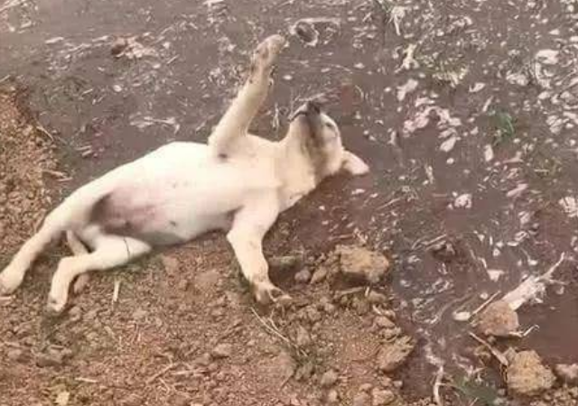 带狗子回农村老家，第一天就跑丢了，再见到时吓坏了