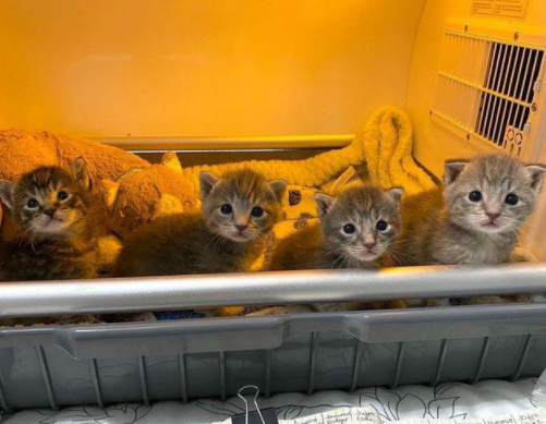 四只小猫流浪一周被发现,被救治后开启了新生活 四只小猫流浪一周被发现,被救治后开启了新生活