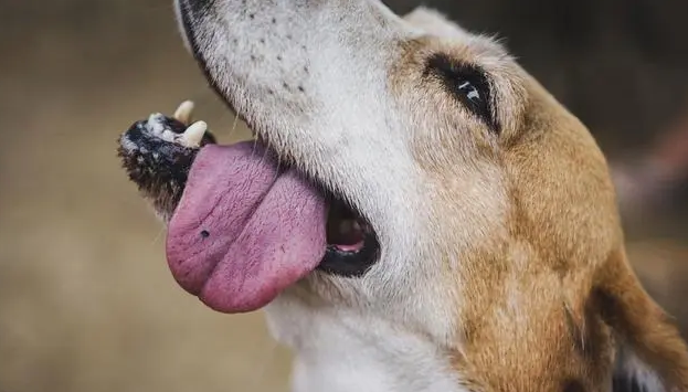贫血,心脏疾病等也会导致狗狗舌头发白