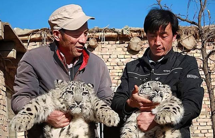 新疆牧民捡回俩“猫崽”后，家中怪事不断