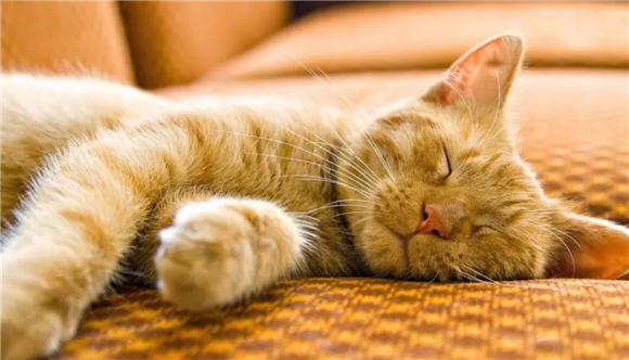 猫知道自己长得可爱吗？真相让你大吃一惊