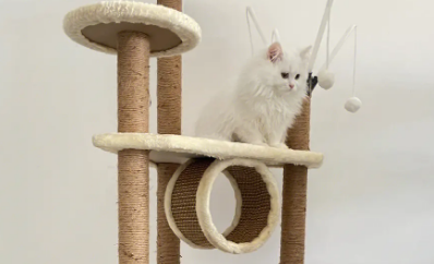 猫爬架松了怎么办