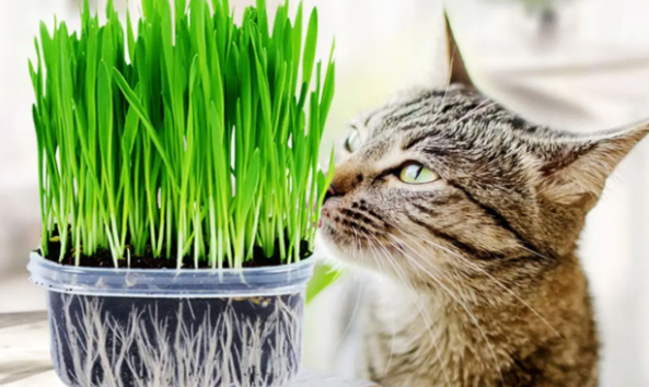 猫草是什么中的 猫草是什么中的