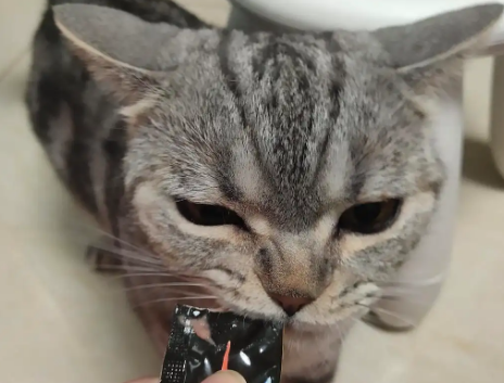 猫条什么牌子的好