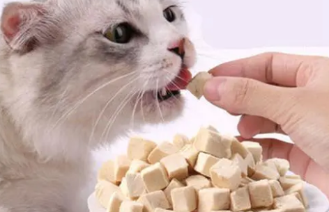 猫条和冻干哪个好