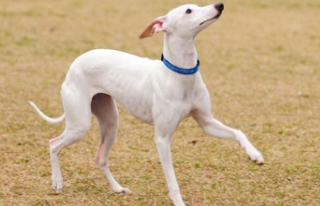 惠比特犬怎么饲养？一文告诉你！