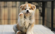 秋田犬的饲养要点有哪些?这些方法值得get
