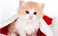 猫七七的小儿子跟谁生的