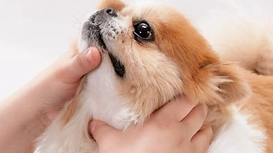 宠物狗如何体内驱虫