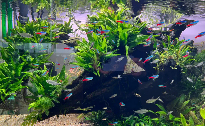 能净化鱼缸水质的水草 能净化鱼缸水质的水草