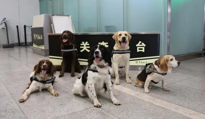 机场闻行李的狗是什么狗?快来看看 机场闻行李的狗是什么狗?快来看看