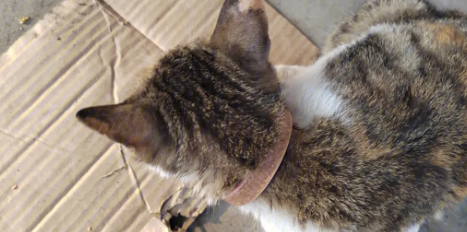 猫咪跑了怎么找回来?有哪些方法 猫咪跑了怎么找回来?有哪些方法