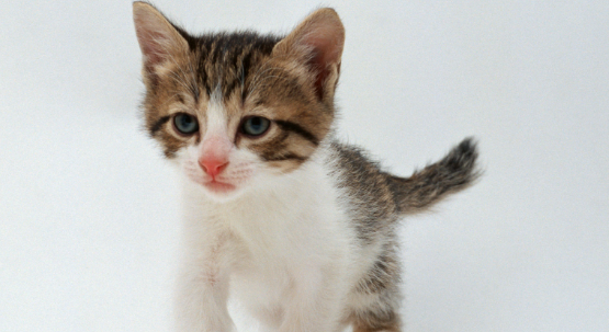 七八个月大的猫好养吗?小编来告诉大家。 七八个月大的猫好养吗?小编来告诉大家。