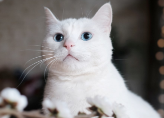 猫的胡子剪了会再长吗？看这里~