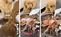 狗吃播背后的真相