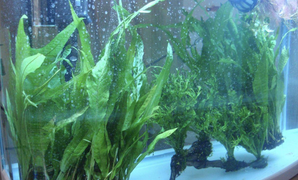 鱼缸水草哪种好