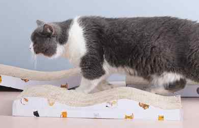 猫咪为什么要猫抓板 猫咪为什么要猫抓板