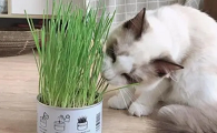 猫草适合多大的猫