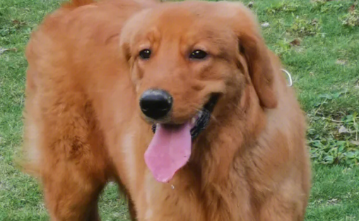 怎么看金毛犬的品相？各位铲屎官快来瞧瞧。