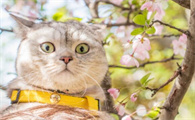 猫哭了代表什么预兆？科普篇~