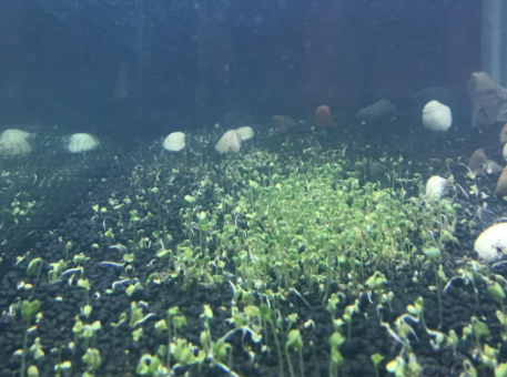 硝化菌怎么加