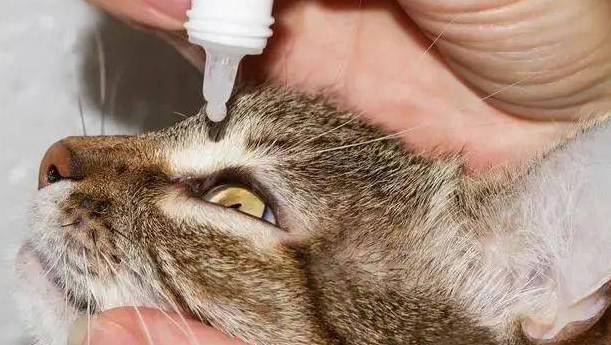 小猫咪能滴眼药水吗
